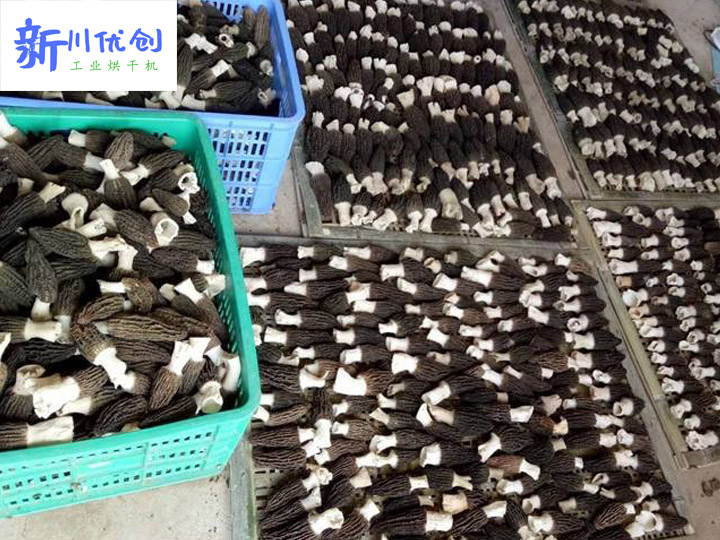 羊肚菌烘干機 新川優(yōu)創(chuàng)羊肚菌烘干設備